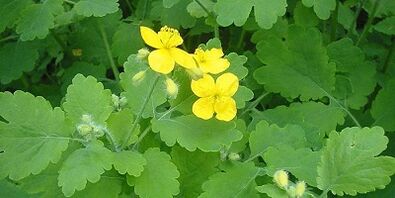 Iltze onddoaren tratamendua hanketan Celandine