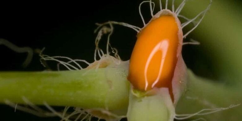 zelandina zukua oinetako iltzeen onddoen tratamendurako